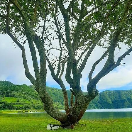 Nature סטה סידדס